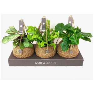 Mélange de plantes vertes Kokodama en pot de noix de coco, différents types.