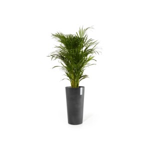 Pot de fleurs haut Ecopots Amsterdam, gris foncé, 41x76cm, avec plante verte.