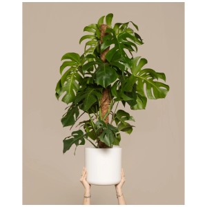 Feey Monstera deliciosa XL en pot blanc avec tuteur, grande plante d'intérieur tropicale.