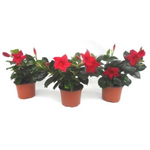 Trois Dipladenia Mandevilla rouges en pot, plantes fleuries pour balcon et terrasse.