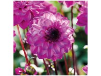 Grow by OBI Dahlien Seniors Purple 1 Stk. Grow by OBI Dahlien Seniors Purple 1 Stk.
