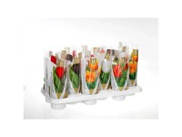 Tulpe Tulipa Topf Ø 10 cm / Höhe ca. 25 cm