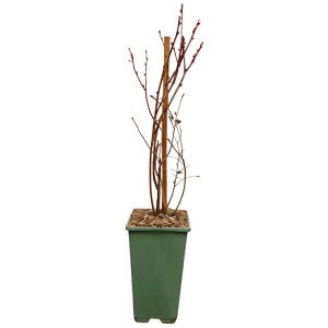 Mirtillo biologico Pink Berry in vaso, giovane pianta con supporto.