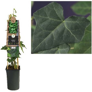 Lierre d'Irlande (Hedera hibernica) en pot, plante grimpante verte pour jardin et intérieur.