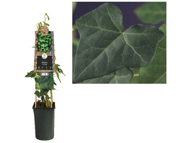efeu auf russisch Algerischer Efeu 'Alger' - Hedera algeriensis 'alger'
