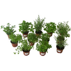 Diverses herbes aromatiques en pot (Ø 11cm) : basilic, ciboulette, persil, thym, menthe, sarriette.