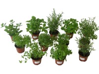 Küchenkräuter Topf Ø ca. 9 cm