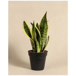 Feey Sansevieria en pot noir, plante d'intérieur verte à bords jaunes.