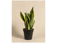 Feey Schwiegermutterzunge Sansevieria Höhe 10 - 50 cm