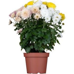 Chrysanthème d'automne Trio en pot avec des fleurs jaunes, blanches et roses.