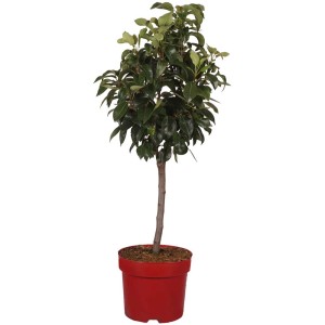 Pero nano Dr. Joaquina in vaso, foglie verdi, vaso rosso. Ideale per balconi e terrazze.