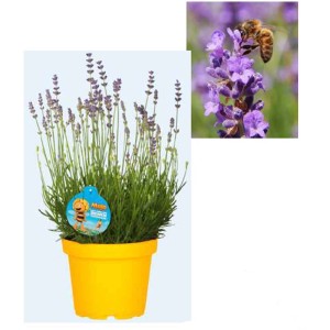 Lavande Biene Maja en pot jaune, avec un gros plan d'une abeille sur une fleur de lavande.