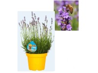 Lavendel bei OBI Alles für Heim, Haus, Garten und Bau