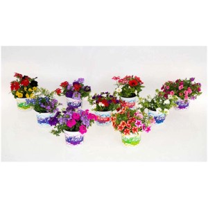 Festival Colours Mix, assortiment de fleurs d'été en pot (Ø 12cm) en diverses couleurs.
