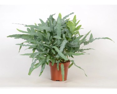 alocasia dragon variegata Alocasia Dragon Scale Albo Variegated 3"  Rare Foliage Plant Co