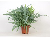 Goldtüpfelfarn Blue Star Phlebodium aureum Topf Ø 17 cm Goldtüpfelfarn Blue Star Phlebodium aureum Topf Ø 17 cm