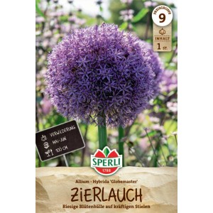 Bulbe d'ail d'ornement Sperli Globemaster avec grande fleur violette.
