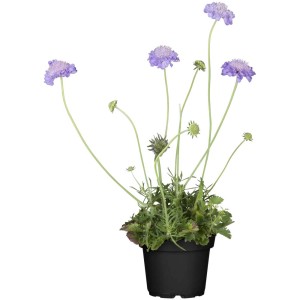 Scabieuse colombaire 'Violet Blue' en pot, fleurs violettes, feuilles vertes. Couvre-sol pour massifs et pots.