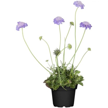 GROW by OBI Tauben-Skabiose Scabiosa Violettblau Topf Ø 13 cm