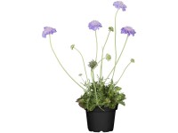 GROW by OBI Tauben-Skabiose Scabiosa Violettblau Topf Ø 13 cm