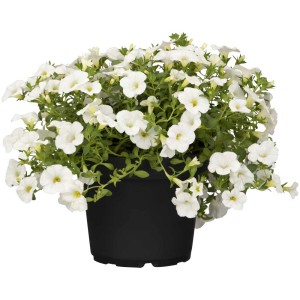 GROW by OBI calibrachoa à fleurs blanches en pot, plante suspendue.