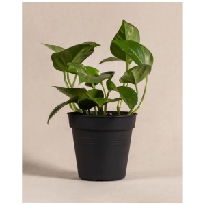 Feey Pothos en pot noir, une plante grimpante d'intérieur verte.