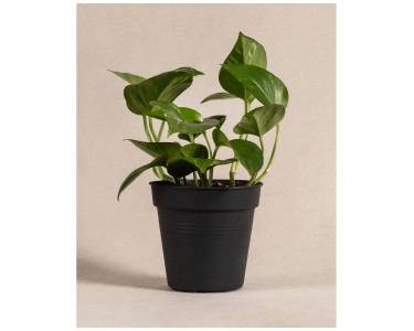 Pothos Aureum vaso 12 cm acquista da OBI