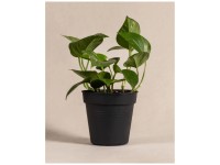 Feey Efeutute Epipremnum aureum Höhe 15 - 25 cm