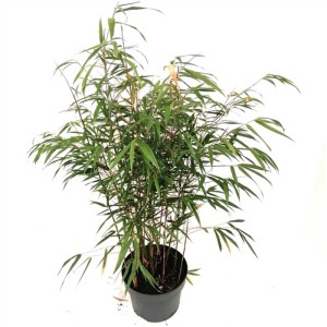 Bambou Asian Wonder en pot, Fargesia scabrida, plante d'extérieur verte pour mi-ombre.