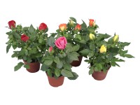 Mini Rose Topf Ø ca. 5,5 cm Mini Rose Topf Ø ca. 5,5 cm