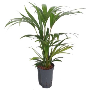 Kentia (Howea forsteriana) vert en pot, une élégante plante hydroponique d'intérieur.