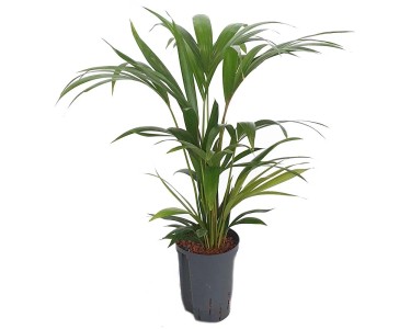 Hydropflanze Kentia-Palme Howea forsteriana Topf  15 cm / Hhe 80 cm