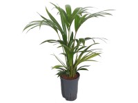 Hydropflanze Kentia-Palme Howea forsteriana Topf Ø 15 cm / Höhe 80 cm