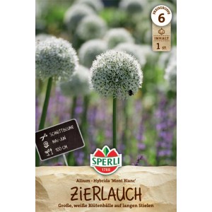 Sperli Zierlauch Mont Blanc Blumenzwiebel mit weißen Blütenkugeln.