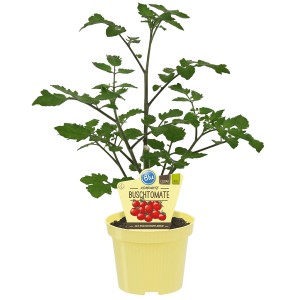 Tomate buisson Bio Blu Romello en pot jaune, jeune plante avec feuilles vertes.