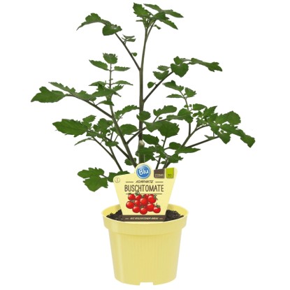 Blu Bio-Buschtomate Topf-Ø ca. 12 cm Lycopersicon
