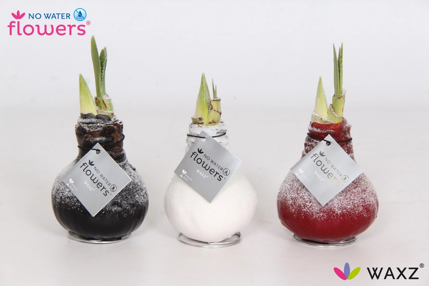 AmaryllisZwiebel Hippeastrum kaufen bei OBI