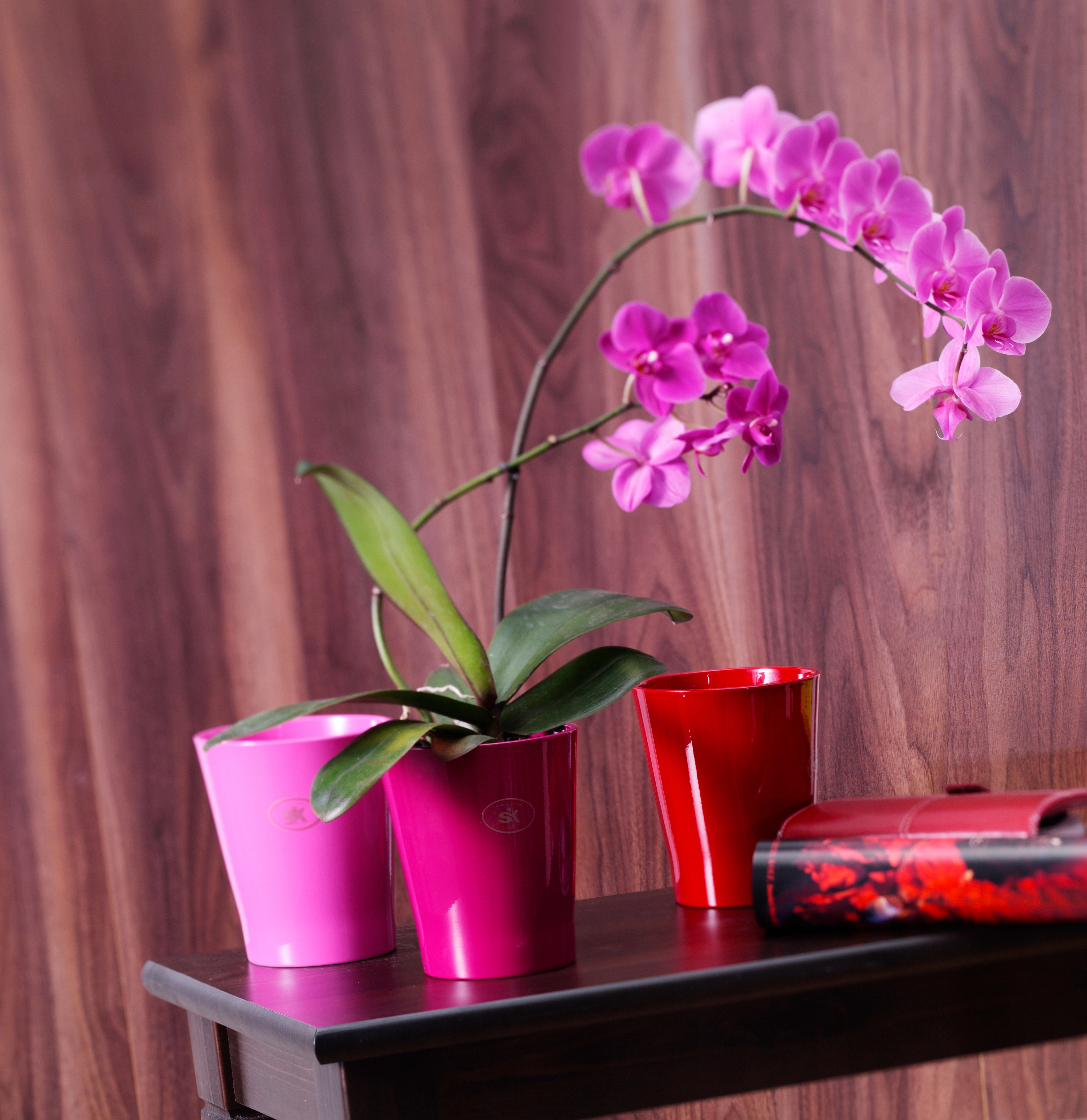 Vaso per orchidee Merina Bordeaux lucido Ø 14 cm / altezza 15 cm