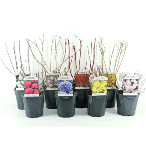 Mix di fiori primaverili in vaso (Ø 17cm) con vari colori e varietà.