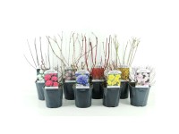 Frühlingsblüher Mix assortiert Ø 17 cm / 1 Stk.