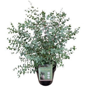 Eucalyptus Eucalyptus gunnii en pot, env. 80-100 cm de haut, plante en pot avec des feuilles bleu-vert.
