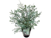 Eukalyptus Eucalyptus gunnii Topf Ø 23 cm / Höhe 80 - 100 cm