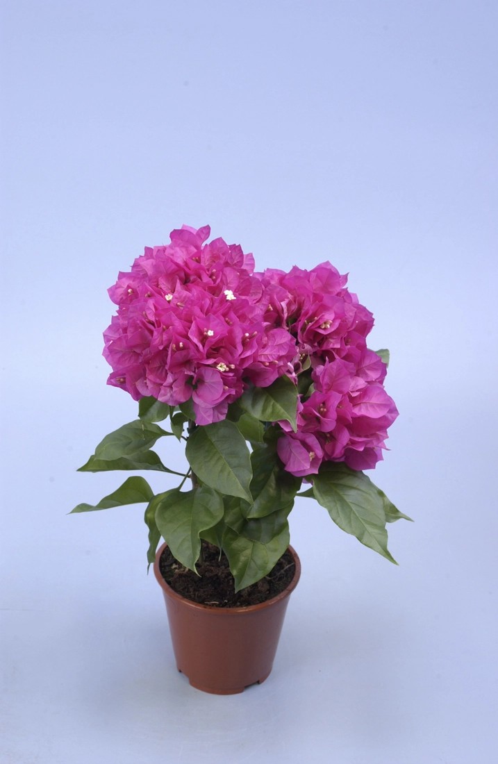 Drillingsblume "Bougainvillea" Sabinamini Stam M kaufen bei OBI