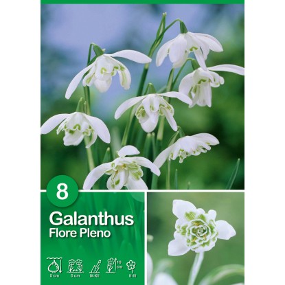 Schneeglöckchen "Flore Pleno" Weiss kaufen bei OBI