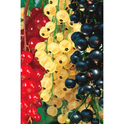 Ribes Trio Spallier