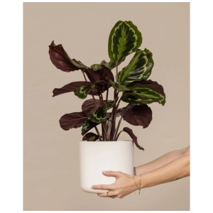 Grand Calathea Roseopicta en pot, feuilles vertes à motifs et rouge foncé. Plante d'intérieur, env. 50-60 cm de haut.