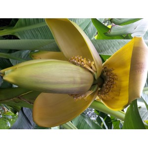 Bananier japonais (Musa basjoo) en pot en fleurs, gros plan sur la fleur jaune.