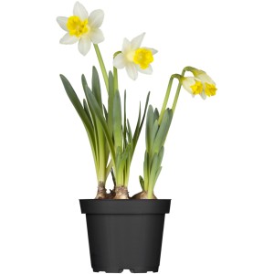 Narzisse im Topf, weiße Blüten mit gelber Mitte, Frühjahrsbepflanzung.