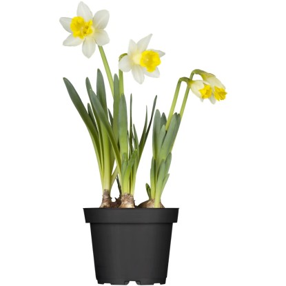 Narzisse Narcissus Topf Ø 11 cm