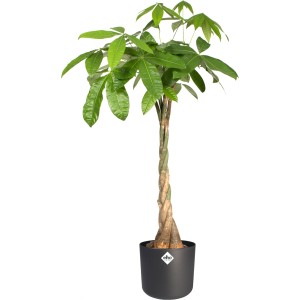 Vaso per fiori rotondo Elho B.For Soft antracite (Ø 18,3 cm) con pianta.